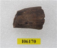 藏品(老虎牙根)的圖片